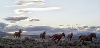 Expeditionen: Magische Anden – Domestizierte Wildpferde in der Andenlandschaft im argentinischen Calafate.