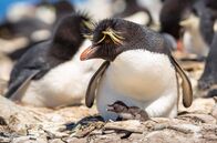 Ein perfekter Planet – Felsenpinguine brüten auf hohen, steilen Klippen der Falklandinseln. Sie sind eigentlich perfekt an ein Leben im Wasser angepasst, trotzdem gelingt es ihnen, selbst bei hohen Brandungswellen ihren Nistfelsen zu erklimmen.