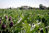 Garten Eden – Die Erntezeit der violetten Artischocke ist kurz: von Anfang April bis Mitte Mai.