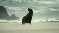 Wildes Neuseeland – Wildes Neuseeland (2016)