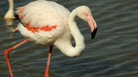 Traumorte – Das Schutzgebiet Pont de Gau ist Lebensraum zahlreicher Vogelarten. Unangefochtener Besucherliebling: der rosa Flamingo.