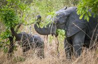 Kadoua und die Elefanten – Elefanten fressen die Blätter und Früchte der Karitébäume. Über ihren Dung verteilen sie die Samen und sorgen damit für die Verbreitung der Pflanzen.