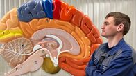 Puls – Puls Neurodiversität – Zwischen Leidensdruck und Superkraft Ein junger Mann schaut auf ein strahlend buntes Hirnmodell. Copyright: SRF