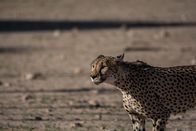 Wildes Afrika – Kalahari-Wüste, Südafrika - Nahaufnahme eines Geparden, der steht und nach vorne schaut.