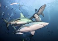 Expeditionen: Helden der Evolution – Eine Gruppe von Schwarzspitzenhaien.