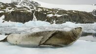 Wildes Chile – Feuerland, Chile - Leopardenrobbe auf dem Meereis ruhend.