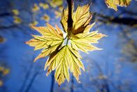 Unser grüner Planet – Ein Ahornbaum in Kanada entwickelt nach der langen Winterpause frische Blätter, mit denen er Fotosynthese betreiben kann.