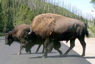 360° - Geo-Reportage – Die Yellowstone-Bisons sind die größten Landsäugetiere Amerikas. Bullen können über 1,80 Meter groß werden und bis zu einer knappen Tonne schwer.