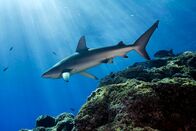 Im Auftrag der Meere – CHILE: A 6 foot Galapagos shark swims through sunlit waters in the newly created Motu Motiro Hiva Marine Park, Chile. (photo credit: