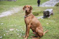 Hunde in den Bergen – Magya Viszla