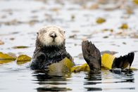 Unsere Ozeane – Seeotter, Ohrenrobben und andere Arten entwickeln sich gut geschützt inmitten der großen submarinen Algenwälder.