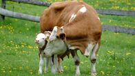 Der Bauer und das liebe Vieh – Eine Kuh mit ihrem Kalb.
