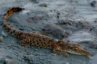 Australiens Riesen-Krokodile – A saltwater crocodile hatchling on the river's edge.