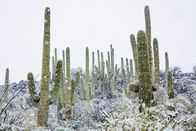 Terra X: Unser grüner Planet – Gelegentlich müssen Saguaro-Kakteen sogar Schneefällen trotzen, wie hier in der Sonora-Wüste.