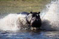 Tiere außer Rand und Band – CHOBE NATIONAL PARK, BOTSWANA - A hippo on the charge in Chobe National Park, Botswana. Hippos can swim close to fourteen miles an hour.