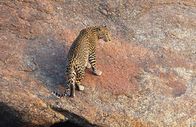 Terra Mater – Leopard