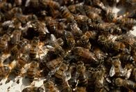 Tierische Freaks – Sa, 15.08., 00:05 Uhr