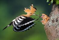 Wildes Transsilvanien – Ein Wiedehopf (Upupa epops) kehrt mit einer Raupe zum Nest zurück, um die Küken zu füttern.