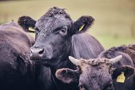 Landfrauenküche – Die Wagyu-Angusrinder.