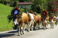 Heimatleuchten – Kühe mit Dekoration beim Almabtrieb in Österreich