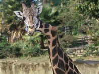 Tierische Freaks – Mi, 19.08., 03:55 Uhr
