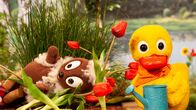 Unser Sandmännchen – Pitti landet auf dem Blumenbeet.
