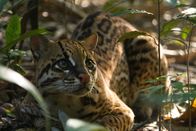 Feindselige Erde – Peru - Filming with a habituated Ocelot to capture and immersive feeling for the clay lick sequence.