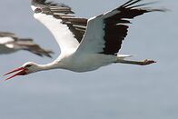 Zugvögel – Ein Storch bei der Überquerung der Meerenge von Gibraltar
