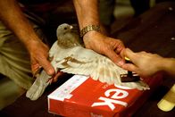 Das Millionen-Rennen – Eine Brieftaube wird für das größte und bekannteste Brieftaubenrennen der Welt gestempelt. 4000 Vögel aus 25 Ländern bestreiten diese "Brieftaubenweltmeisterschaft", das "South African Million Dollar Pigeon Race".