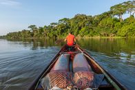 Expedition Amazonas – Ein Fischer transportiert Arapaimas auf einem See in der Nähe von Lago Serrado, einer Gemeinde am Juruá-Fluss, einem Nebenfluss des Amazonas. (Kredit: National Geographic/André Dib)