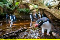 Wildes Neuseeland – Snarespinguine haben auf Snares Island im Süden Neuseelands mit ihren kleinen Füßen ein Labyrinth aus Wegen in den Wald getreten. Über Stock und Stein legen sie alljährlich bis zu einen Kilometer Strecke zurück, um zu ihrer Brutkolonie im Wald zu gelangen.