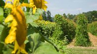 Grüße aus der Küche – Feuerrote Felder findet man im Sommer im Südosten der Steiermark. Denn hier kommt sie her, die Käferbohne. Wegen der kräftigen Farbe ihrer Blüten wird sie auch Feuerbohne genannt.