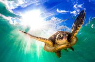 Tropische Inseln unserer Erde – Eine Grüne Meeresschildkröte, auf Hawaiianisch „Honu" genannt