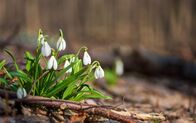 MDR Frühlingserwachen – Schöne erste Blumen Schneeglöckchen im Frühlingswald.