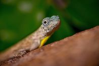 Planet Erde II – Die Drachenechse wird auch Flugdrache genannt. Sie bewohnt Bäume im Dschungel Asiens. Dort jagt sie Ameisen und andere kleine Insekten. Indem sie ihre Rippen abspreizt, spannt sie eine Hautfläche auf, mit der sie von Baum zu Baum segelt.