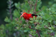 Tropische Inseln unserer Erde – Der hawaiianische Singvogel Iiwi zeichnet sich durch sein leuchtend rotes Federkleid aus.