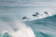Australiens wilde ... – Delfine kommunizieren mit ihrer eigenen Körpersprache - ihre Sprünge sind Teil davon.