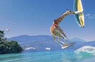 Athleticus – Die Giraffe lässt sich beim Wingfoilen mit einer Drohne filmen ...