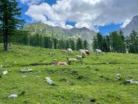 Landleben – Kühe auf der Alm bei Gowilalm.