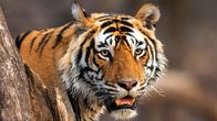 Säugetiere – Tiger sind die größten Raubkatzen der Welt und waren in vielen Wäldern Asiens einst weit verbreitet.