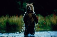 Wilde Paradiese – ALASKA: Braunbär im wilden Paradies der Glacier Bay. (Photo credit: