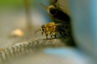 Die Bienenflüsterer – Im Naturschutzgebiet Schulgan-Tasch im baschkirischen Ural liegt das Dorf Gadel-Garejero zwischen jahrhundertealten Eichen, Birken, Espen, Linden und Ahornbäumen. Hier lebt eine spezielle Wildbienenart : die Bursjan-Honigbiene.