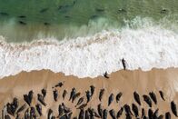 Die Rückkehr der Weißen Haie – Grey seals hauling out off the coast of Chatham. Great White Sharks prey on the large grey seal population. Both species contribute to the Cape's biologically diverse marine ecosystem. (National Geographic for Disney/Steve De Neef)