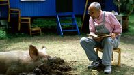 Löwenzahn Classics – Wohl aus Versehen wurde bei Peter (Peter Lustig) ein Schwein abgeliefert. Was jetzt? Peter informiert sich erst einmal, wie man so ein Schwein überhaupt hält.