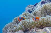 Taiwans Inselwelt – Geschützt durch Seeanemonen gedeihen Clownfische in den kristallklaren Gewässern rund um die "Orchideeninsel" Lanyu.