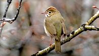 Helden der Evolution – Vogel