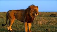 Afrikas Ikonen der Tierwelt – Löwenrudel werden von dominanten Männchen angeführt.
