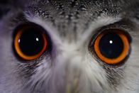 One Strange Rock – An owl stares down the camera at Farm Studios - animals feature throughout the series to represent the biodiversity of life on Earth.