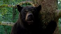 Cocaine Bear – Cocaine Bear