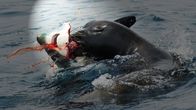 Shark vs Predator – Newport Beach, CA - Ein Seelöwe greift einen Fuchshai an